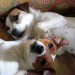 2 Jack Russell sul divano