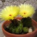 Tre cactus e due 2 fiori