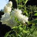 Rose in giardino