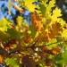 Foglie di quercia in autunno