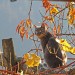 Gatto autunnale