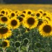 Un campo di girasoli