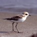 Un uccellino in spiaggia