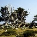 Un albero caduto