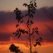 Un albero al tramonto