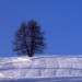 L'albero delle nevi