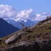 Stambecco al Gran Paradiso