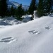 Impronte del canguro delle nevi