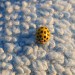 Una coccinella gialla