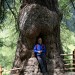 Larici millenari in Val d'Ultimo