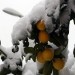 Nevicata Roma, limoni coperti dalla neve