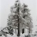 Larici ricoperti dalla neve