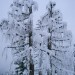 La neve sugli alberi