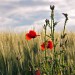 Umbria: papaveri e grano