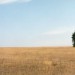 Un albero all'orizzonte