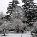 La prima nevicata in giardino